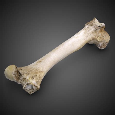 Knee human anatomy function parts conditions treatments. bull femur bone 3ds