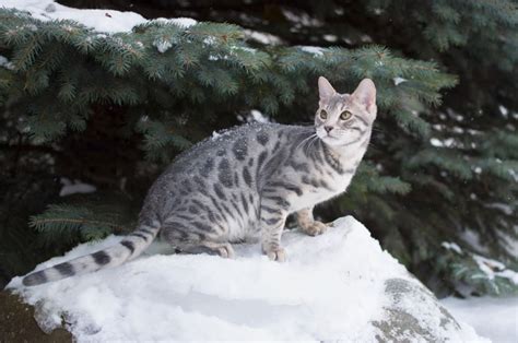 Blue Bengal Cat Facts Pictures Origin And History Hepper