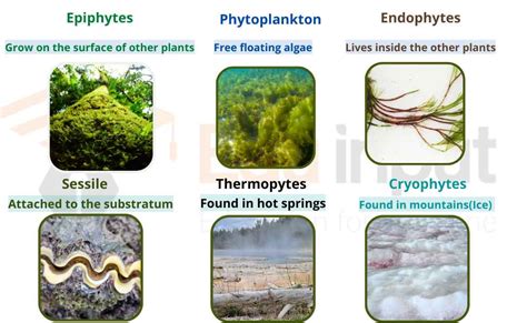 Algae Occurrence Cell Structure Pigments And Reproduction