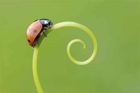 10 Fascinating Facts About Ladybugs