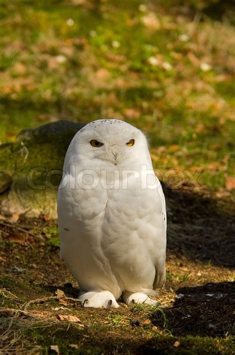 Owl Snowy Snow Bird Cold White Animal Predator