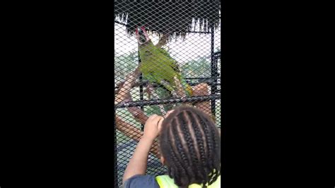 Jamaican Parrot At Hope Zoo Yard Vibes Youtube