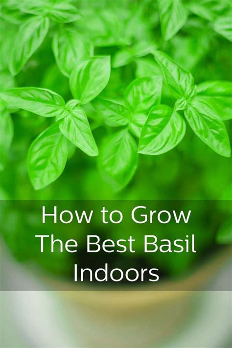 Best Tips For Growing Basil On Your Window Ledge Growing