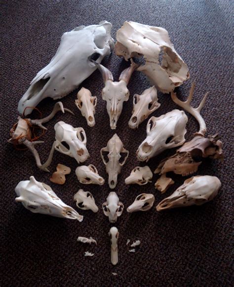 Animal Skeletons Animal Skulls Skulls And Bones Skull Reference