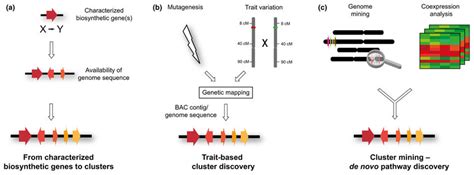 Strategies Used For Identification Of Plant Metabolic Clusters A