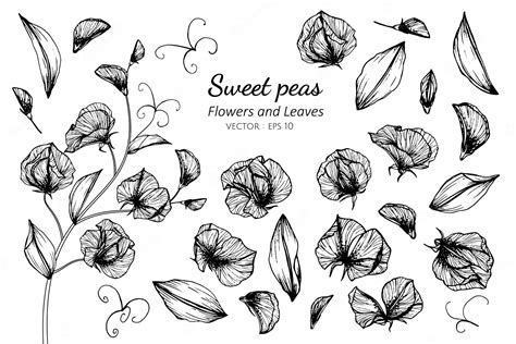 Premium Vector Collection Set Of Sweet Pea Flower And Leaves Drawing