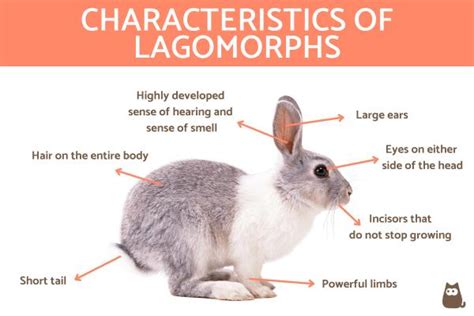 What Are Lagomorphs Definition Characteristics Types And Examples
