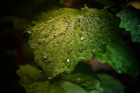 Hd Wallpaper Green Leaf Closeup Photography Of Green Leaf With