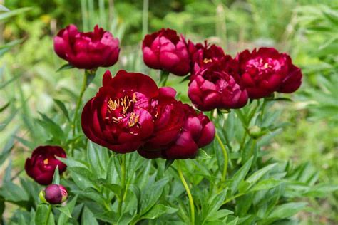 18 Red Peony Varieties You Should Know