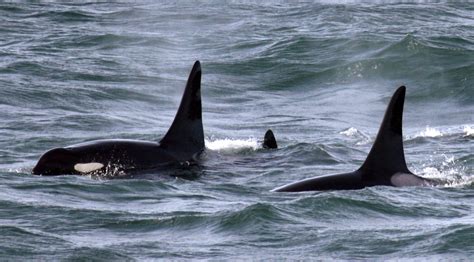 Southern Resident Orcas Celebrate Three Healthy Calves As Researchers