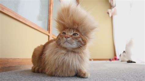 These 16 Cats Are Not Impressed With Their Haircuts