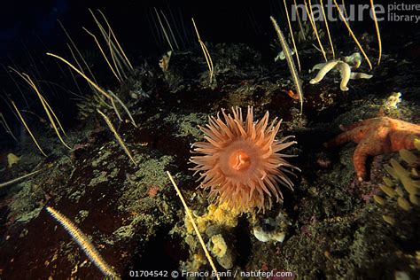 Stock Photo Of Salmon Anemone Isotealia Antarctica On The Seabed