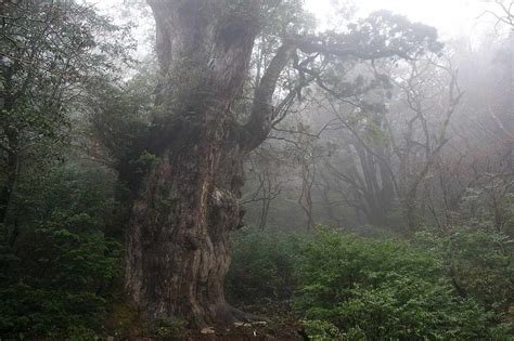 The Worlds 10 Oldest Living Trees