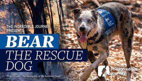 Bear The Rescue Dog The Incredible Journey
