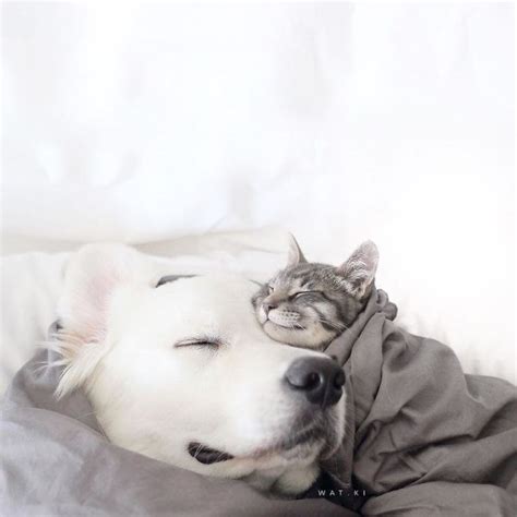 These Two Dogs And Cat Are The Most Adorable Bff Trio Ever I Can Has