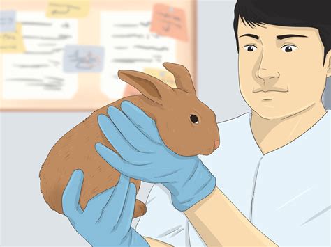 How To Determine The Sex Of A Rabbit Step By Step Guide