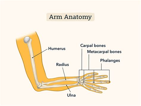 The Ultimate Guide To Scoring High On The Hesi A2 Anatomy And