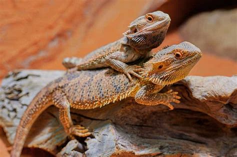 How To Breed Bearded Dragons Practical Step By Step Guide