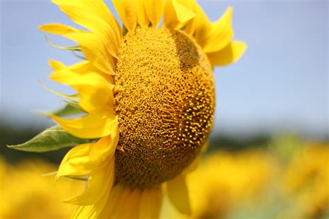 Free Images Sunflower Field Flora Flowers Agriculture Yellow