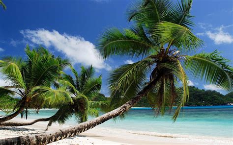 Beach Palm Trees Sea Wallpapers Hd Desktop And Mobile Backgrounds