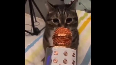 Cat Screaming In Mic Meme Youtube