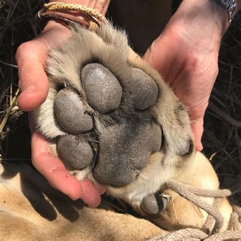 Lion Paw Lion Paw Paw African