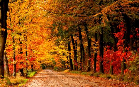 Country Road Autumn Hd Wallpaper