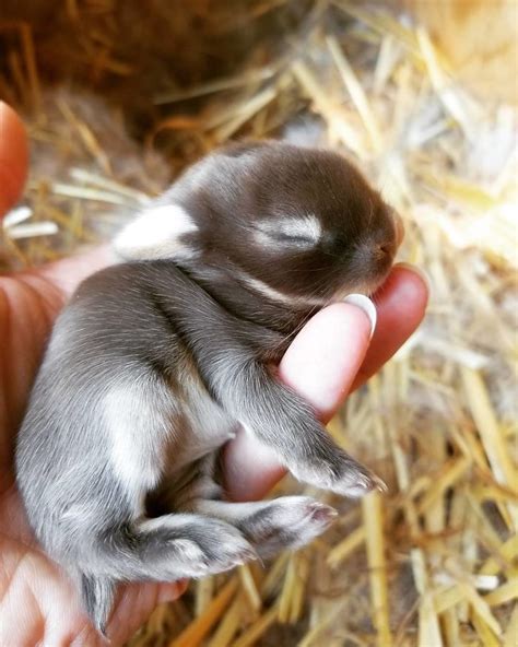 93 Handfulls Of Cute Baby Bunnies That Will Melt Your Heart Baby