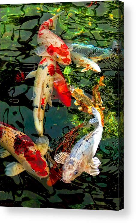 Colorful Japanese Koi Fish Acrylic Print By Jennie Marie Schell
