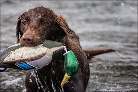 Duck Dogs Waterfowl Training Bryan Gregson Photography