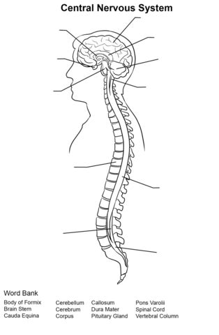 The following diagram is provided as an overview of and topical guide to the human nervous system: Central Nervous System Worksheet coloring page | Free ...