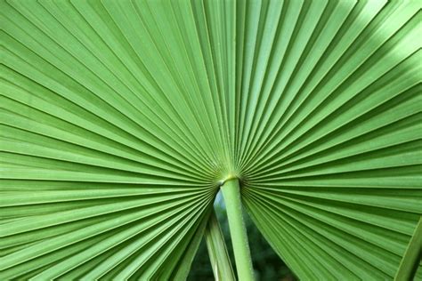 Tropical Leaf Fan Free Stock Photo Public Domain Pictures