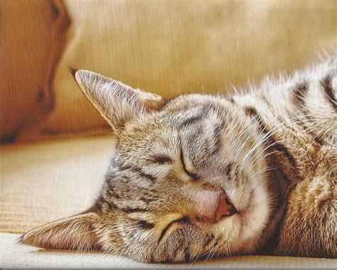 Tabby Cat Sleeping Cute Paws Tabby Cat Sleeping Hd Wallpaper Peakpx