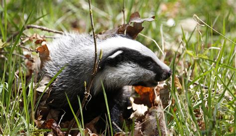 Badger Cull Uk Government Gives Go Ahead To Five New Areas