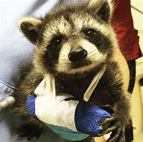 86 Trash Panda Pics That Prove Theyre The Cutest Animal