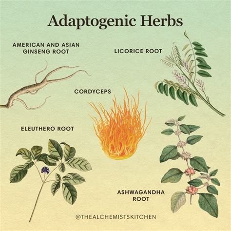 Adaptogens Herbs For Strength Stamina And Stress Relief