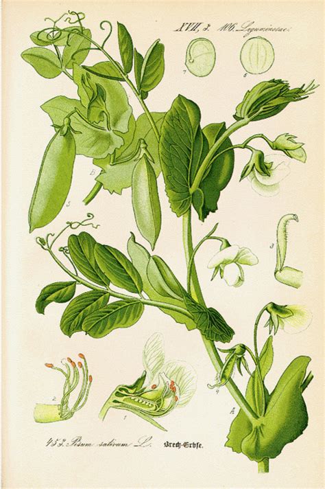Gregor Mendels Pea Plants Science N Art In 2019 Vegetable