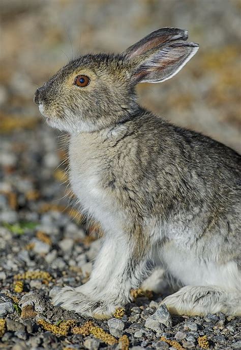 Snowshoe Hare 10 Snowshoe Hare Animals Beautiful Animals