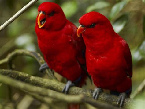 Birds Pigeons Pakistan Red Birds