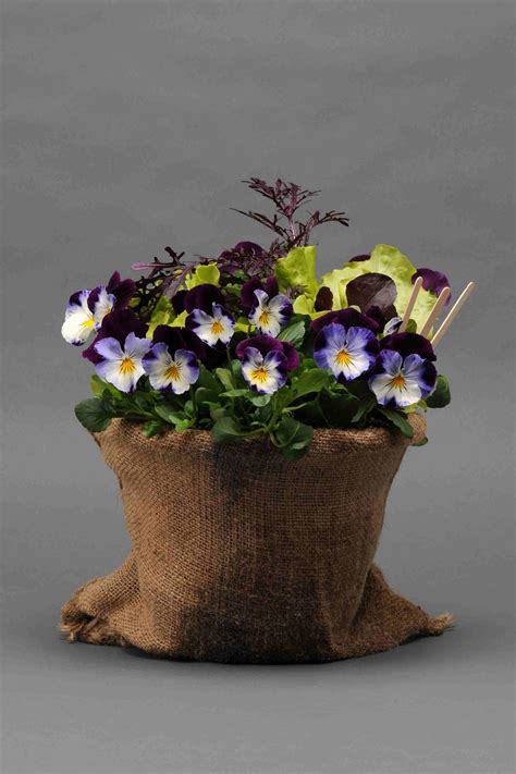 Winter Pansies Hgtv