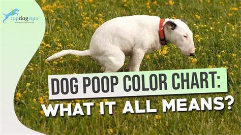 Understanding Orange Dog Poop Causes Symptoms And Treatment For