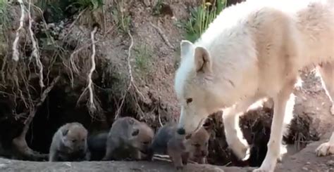 Adorable Wolf Pups Spotted Emerging From Their Den At Toronto Zoo News