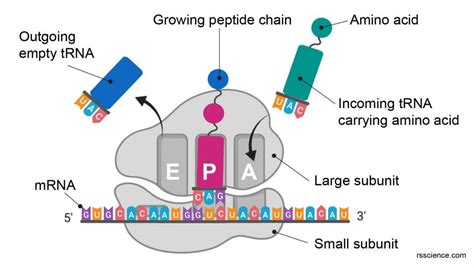 Ribosome Protein Factory Definition Function Structure And