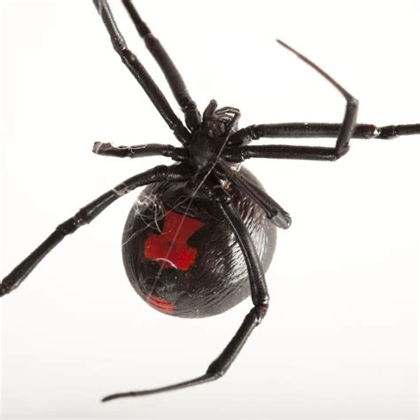 Black widow spiders are easily recognizable. Black Widow Spiders | National Geographic