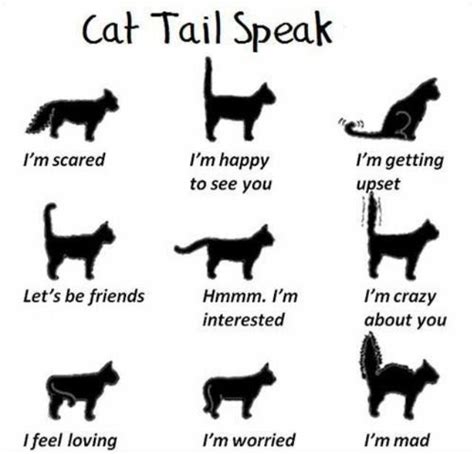 Chicago Pet Rescue Cat Body Language Cat Facts Cat Tail Cat Language