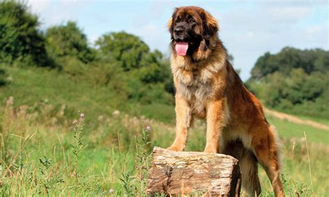 Giant Leonberger Dog