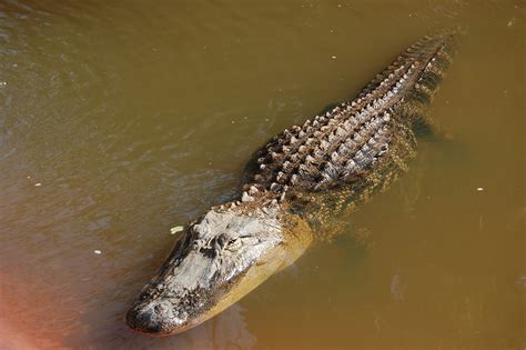 3 Legged Gator A Foot Short Of Setting Mississippi Alligator Record