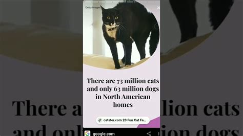 Facts About Cats Youtube
