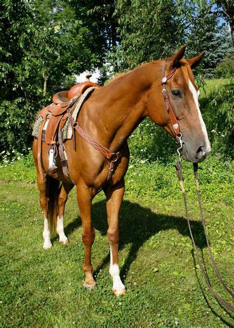 Select from 3,042 premium chestnut horse color of the highest quality. Show colors for a Chestnut? - The Horse Forum