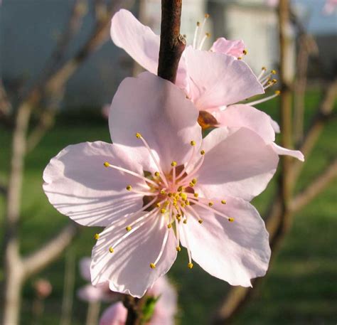 Poppular Photography Peach Blossoms 2012